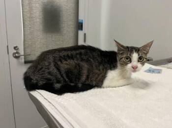 Double Dream -  Domestic Short Hair Cat for Adoption in Kansas City, Missouri - Double Dream | PetCurious