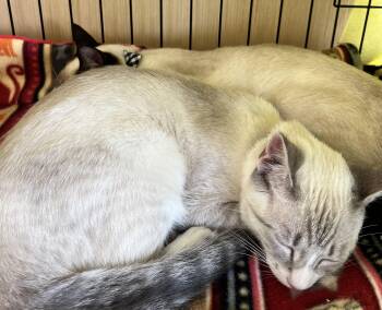 Zephyr B. -  Siamese Cat for Adoption in Sacramento, California - Zephyr B. | PetCurious