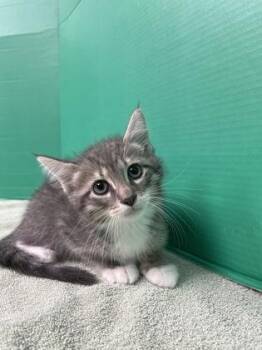 Domestic Short Hair Cats Available for Adoption in Houston, Texas - Min Ho | PetCurious
