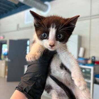 Athena -  Domestic Short Hair Cat for Adoption in Huntington, West Virginia - Athena | PetCurious