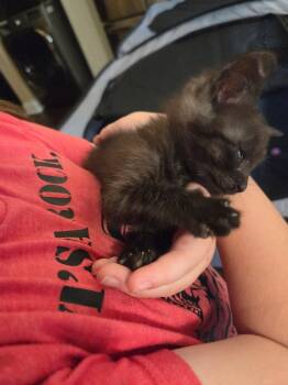 Rumple -  Domestic Short Hair Cat for Adoption in Buford, Georgia - Rumple | PetCurious