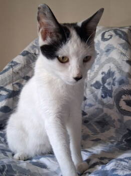 Rescue Domestic Short Hair Cats for Adoption in Trenton, New Jersey - Poppin | PetCurious