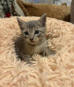 Lucian -  Tabby Cat for Adoption in Miami, Florida - Lucian | PetCurious
