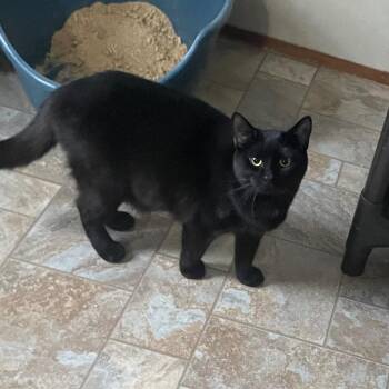 Jay -  Domestic Short Hair Cat Available for Adoption in Parsons, West Virginia - Jay | PetCurious