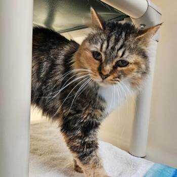 Domestic Long Hair Cats Available for Adoption in Harrisonburg, Virginia - Versace | PetCurious