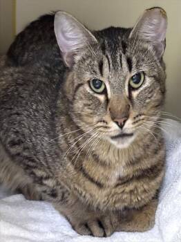 PRINCE -  Domestic Short Hair Cat for Adoption in Dedham, Massachusetts - PRINCE | PetCurious