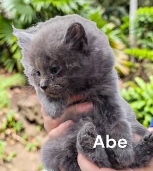 Abe -  Domestic Medium Hair Cat Available for Adoption in Weems, Virginia - Abe | PetCurious