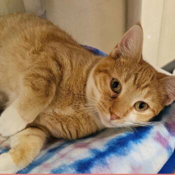 Domestic Short Hair Cats Available for Adoption in Lakewood, Colorado - Petee | PetCurious