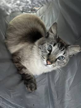 Siamese and Domestic Long Hair Cats Available for Adoption in Napa, California - Cardoza Hawaii Napa | PetCurious