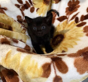 Rescue Domestic Short Hair Cats for Adoption in Rustburg, Virginia - Truffle: Not At The Shelter (Faith) Available 11/8 | PetCurious