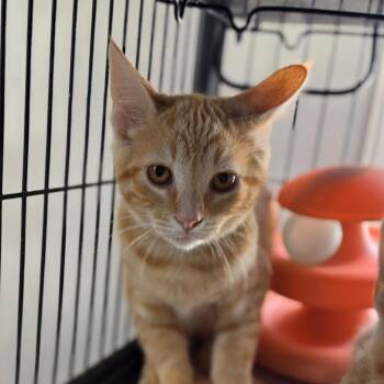 Chunky Monkey -  Domestic Short Hair Cat for Adoption in Muncie, Indiana - Chunky Monkey | PetCurious