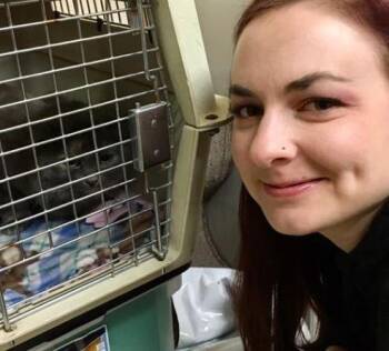 Domestic Medium Hair Cats Available for Adoption in Sherwood, Oregon - Princess 2* | PetCurious