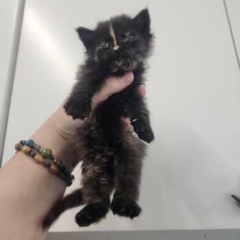 Jane Cooke Wright -  Domestic Long Hair Cat for Adoption in Pullman, Washington - Jane Cooke Wright | PetCurious