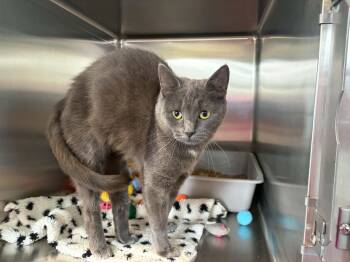 Pickle -  Domestic Short Hair Cat for Adoption in Lincoln, Michigan - Pickle | PetCurious