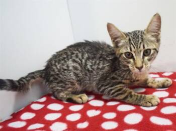 BOHEMIA -  Domestic Short Hair Cat for Adoption in Sacramento, California - BOHEMIA | PetCurious