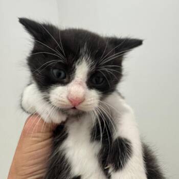 Domestic Short Hair Cats Available for Adoption in Fort Lauderdale, Florida - Otani | PetCurious