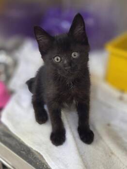 Harold -  Domestic Short Hair Cat for Adoption in Westland, Michigan - Harold | PetCurious