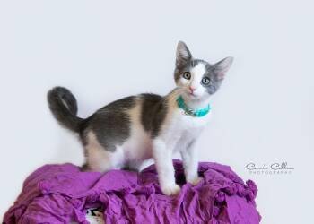 Duncan -  Domestic Short Hair Cat for Adoption in Birmingham, Alabama - Duncan | PetCurious