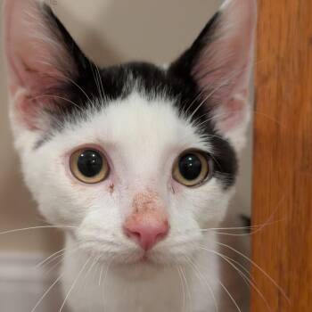 Poe -  Domestic Short Hair Cat for Adoption in La Grange, Kentucky - Poe | PetCurious