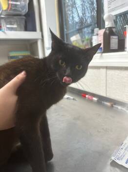 Rescue Domestic Short Hair Cats for Adoption in Pomona, New York - Flint | PetCurious