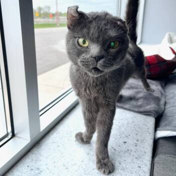 Gumby -  Domestic Short Hair Cat for Adoption in Blaine, Minnesota - Gumby | PetCurious