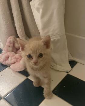 Tater -  Domestic Short Hair Cat for Adoption in Herndon, Virginia - Tater | PetCurious