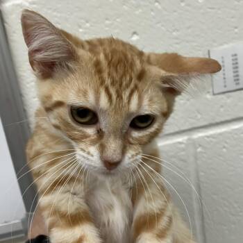 Boris - Chow Hound Northland -  Domestic Short Hair Cat for Adoption in Grand Rapids, Michigan - Boris - Chow Hound Northland | PetCurious