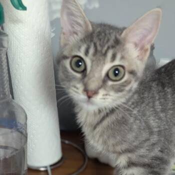 Maysie -  Domestic Short Hair Cat for Adoption in Shippenville, Pennsylvania - Maysie | PetCurious