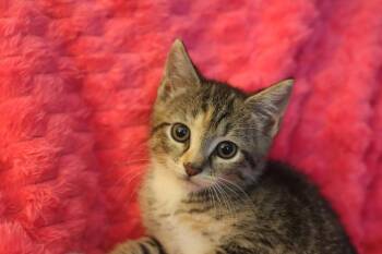 Katara -  Domestic Short Hair Cat for Adoption in Franklin, Tennessee - Katara | PetCurious