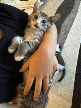 Bowie -  Domestic Short Hair Cat for Adoption in Raleigh, North Carolina - Bowie | PetCurious