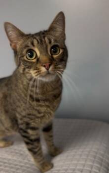 Tabby Cats Available for Adoption - Tigerkins | PetCurious