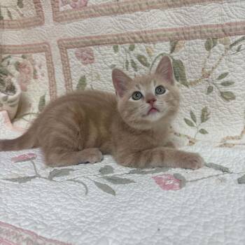 Butter -  Domestic Short Hair Cat for Adoption in Waterloo, Iowa - Butter | PetCurious