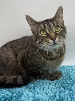 Domestic Short Hair Cats Available for Adoption in Bowling Green, Kentucky - Denim | PetCurious