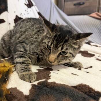 Trout -  Domestic Short Hair Cat for Adoption in Buffalo, Minnesota - Trout | PetCurious