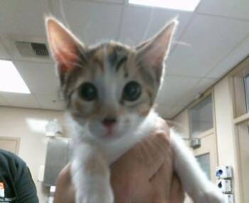 CHAPEL -  Domestic Short Hair Cat for Adoption in Sacramento, California - CHAPEL | PetCurious