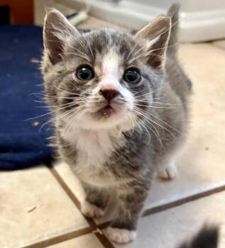 Avalanche -  Domestic Short Hair Cat for Adoption in Calgary, Alberta - Avalanche | PetCurious