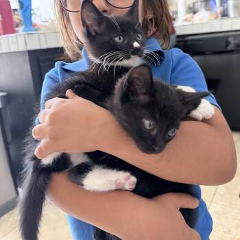 Domestic Short Hair Cats Available for Adoption in Tustin, California - Boop | PetCurious