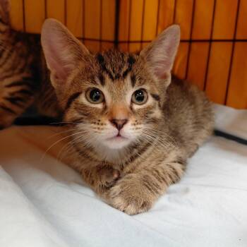 Thunder -  Domestic Short Hair Cat for Adoption in Brighton, Missouri - Thunder | PetCurious