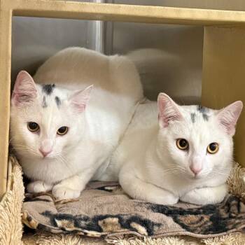 Gato is at Petsmart GJ -  Domestic Short Hair Cat for Adoption in Cedaredge, Colorado - Gato Is At Petsmart GJ | PetCurious