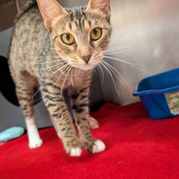 Rescue Domestic Short Hair Cats for Adoption in Titusville, Florida - Zoey | PetCurious