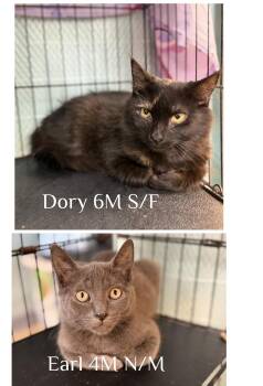 Dory & Earl -  Domestic Medium Hair Cat for Adoption in Hudson, New York - Dory & Earl | PetCurious