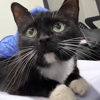 Helena -  Domestic Short Hair Cat for Adoption in Tampa, Florida - Helena | PetCurious