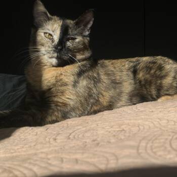 Mocha - Home to Home -  Domestic Medium Hair Cat for Adoption in South Elgin, Illinois - Mocha - Home To Home | PetCurious