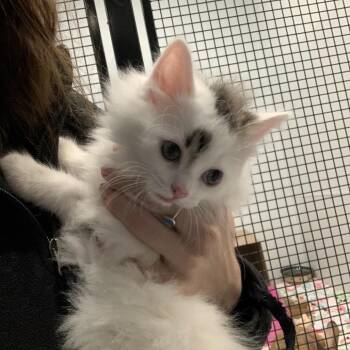 Katona -  Domestic Medium Hair Cat for Adoption in Puslinch, Ontario - Katona | PetCurious