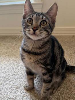 Hershey (Handsome Gentleman) -  Tabby Cat for Adoption in Mobile, Alabama - Hershey (Handsome Gentleman) | PetCurious