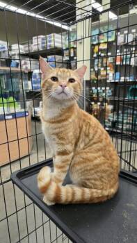 Freckles -  Domestic Short Hair Cat for Adoption in Kinston, North Carolina - Freckles | PetCurious