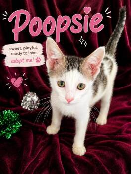 Poopsie -  Domestic Short Hair Cat for Adoption in North Richland Hills, Texas - Poopsie | PetCurious