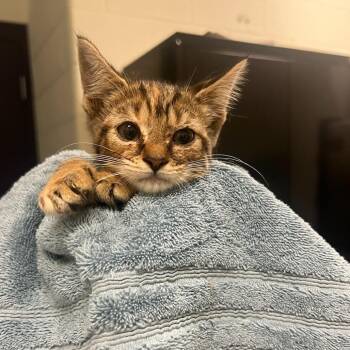 Smiley Miley -  Domestic Short Hair Cat for Adoption in Charlottesville, Virginia - Smiley Miley | PetCurious