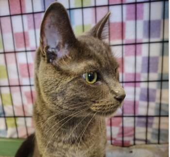 Nazir -  Domestic Short Hair Cat for Adoption in Indiana, Pennsylvania - Nazir | PetCurious