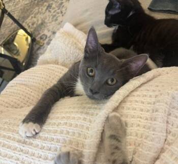MAEVE -  Domestic Short Hair Cat for Adoption in Chicago Ridge, Illinois - MAEVE | PetCurious